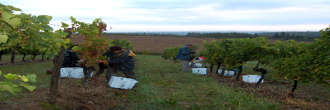 Hand picking the Sauvignon at dawn