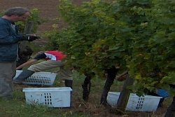 Hand picking the 2006 Sauvignon Blanc Hand picking the 2006 Sauvignon Blanc